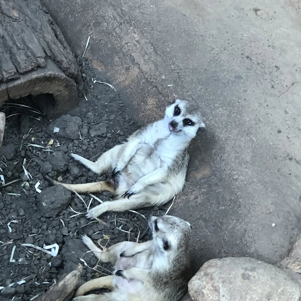 Meerkats at Lincoln Park Zoo.